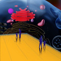 What is the role of exosomes in diseases?