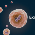 What is the role of exosomes in the immune response?