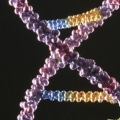 How many polynucleotide strands are there in rna?