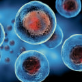 The Future of Stem Cell Therapies in the US