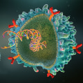 The FDA Approval Process for Cell Therapies: A Comprehensive Look