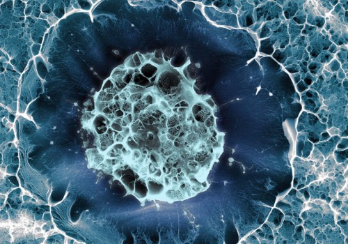 The FDA's Approval of Stem Cell Therapy: What You Need to Know