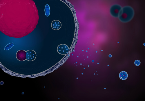 What are exosomes in a nutshell?